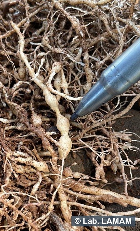 Galhas de <i>Meloidogyne exigua</i> em radicelas de cafeeiro