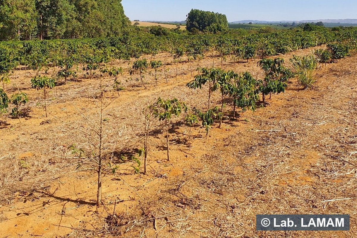 Lavoura de café jovem com plantas atrofiadas e falhas em reboleiras