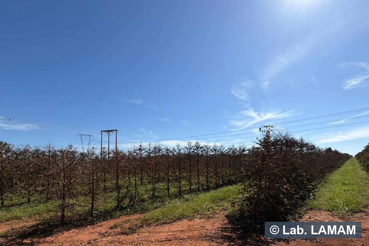 Lavoura de café adulta em declínio, desfolhada, ao lado de plantas sadias