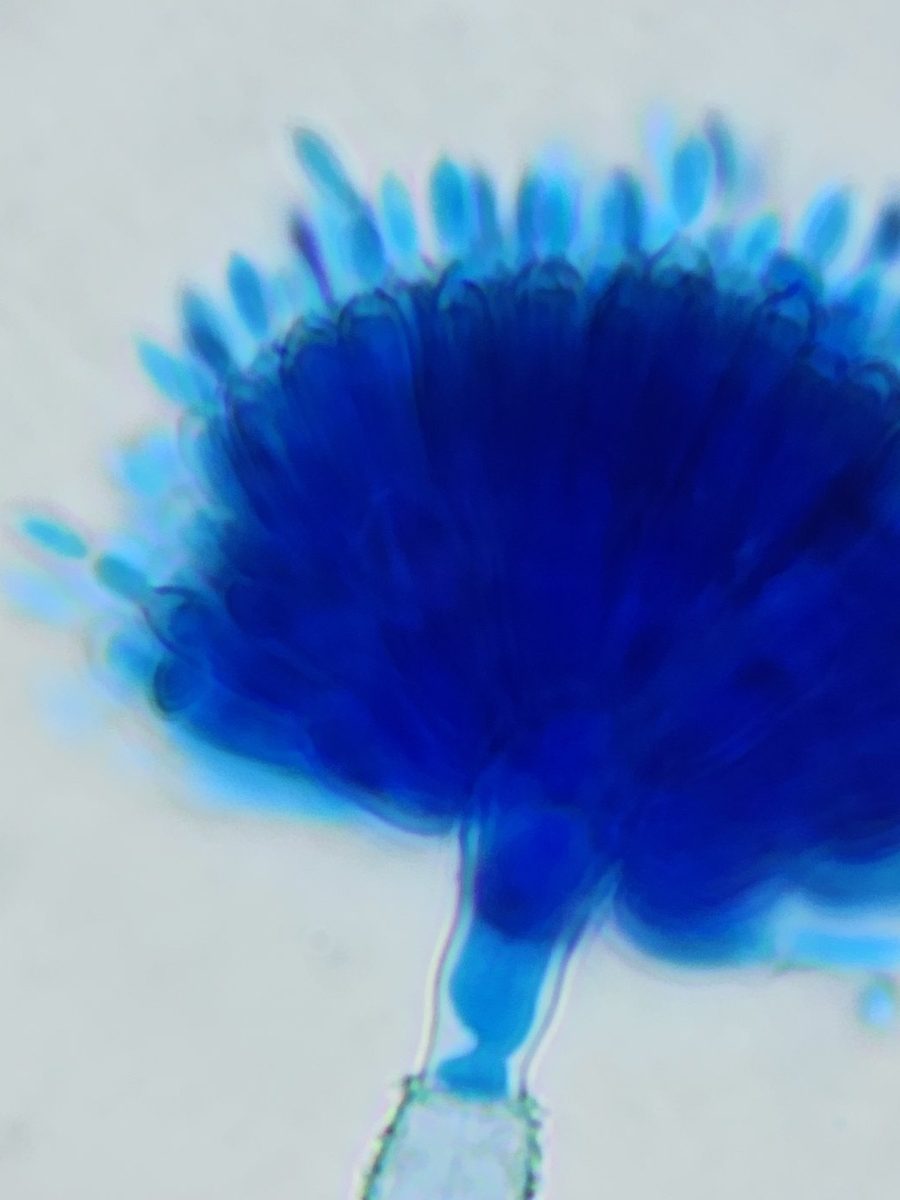 Conidióforo e conídios em azul de algodão
