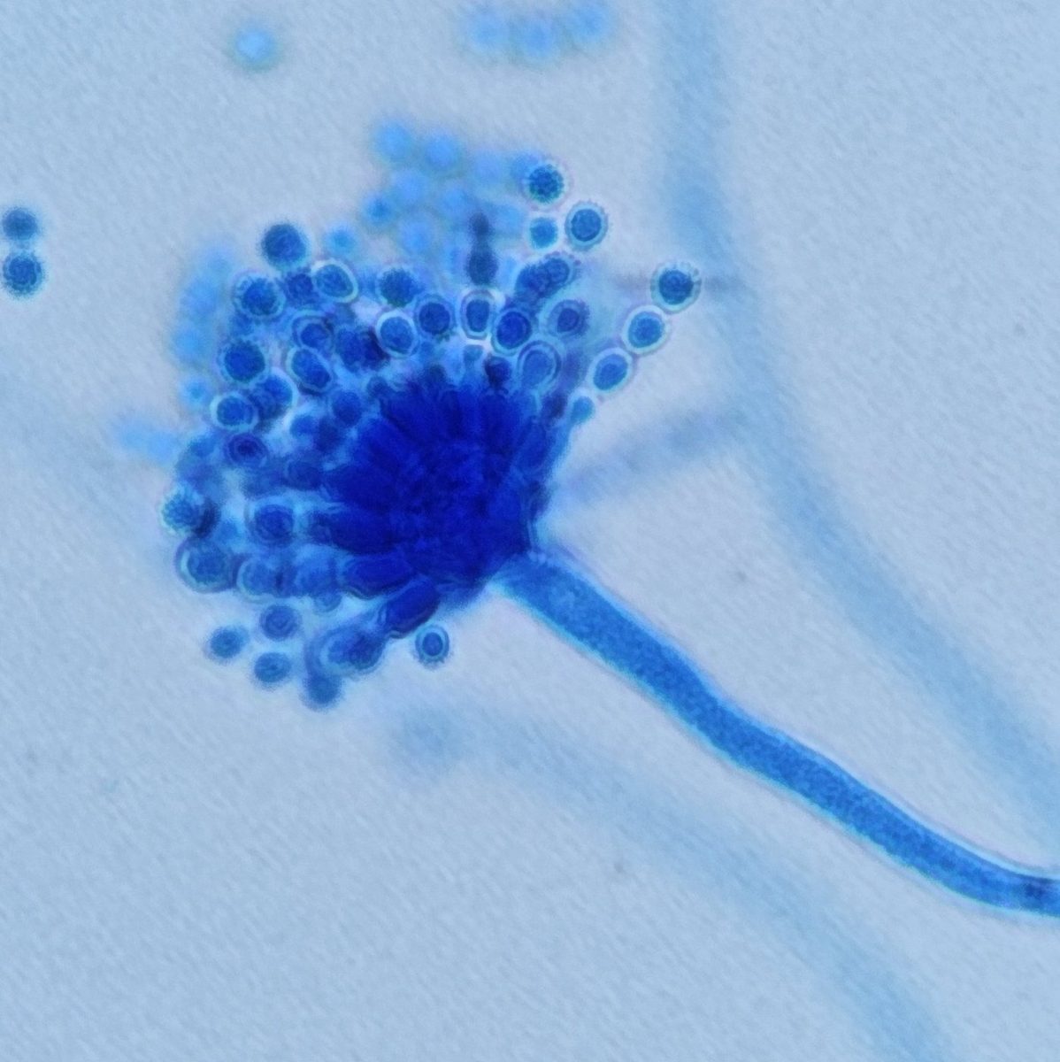 Cabeça conidial em azul de algodão