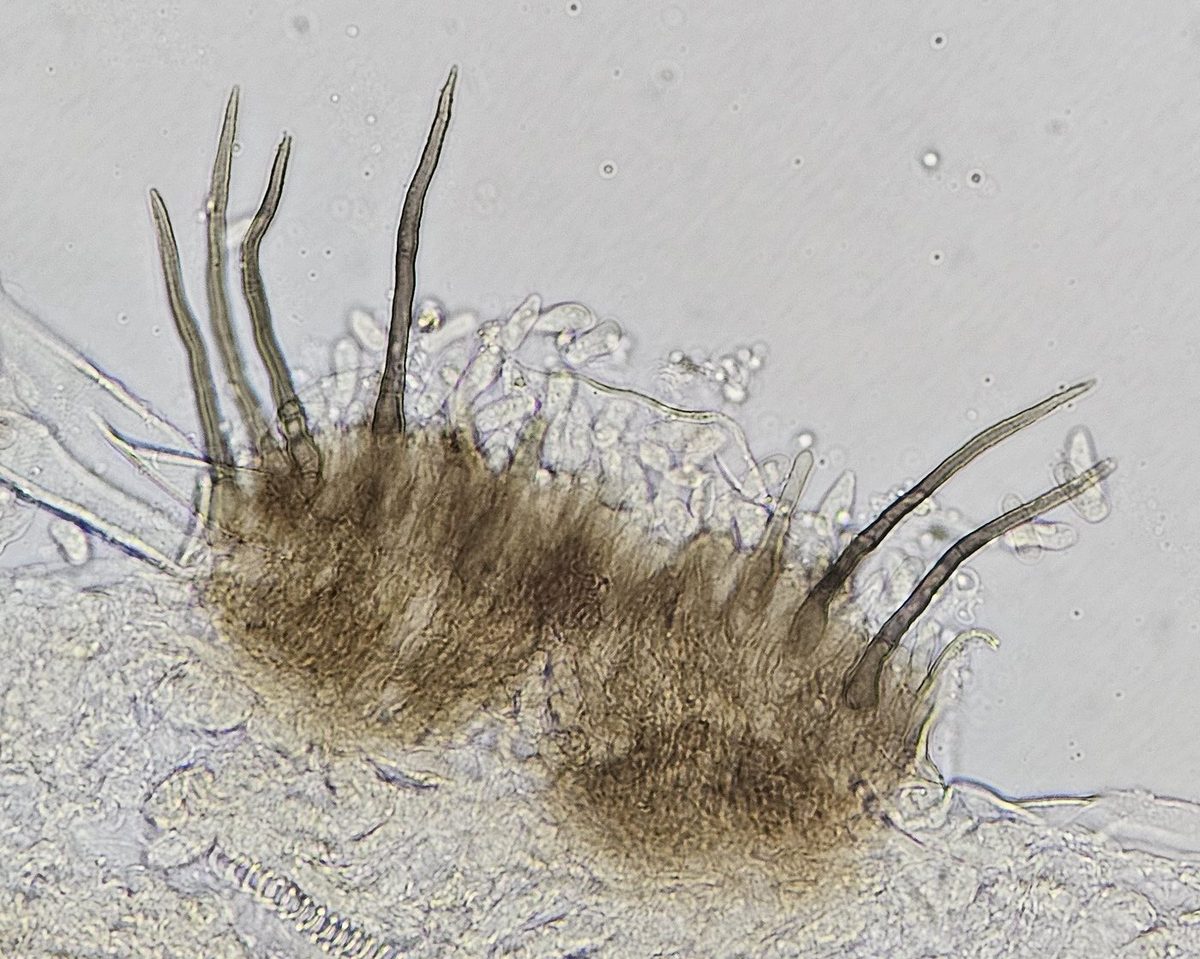 Acérvulo com setas — Colletotrichum