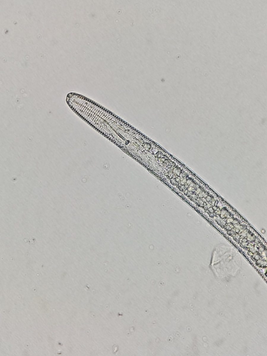 Cauda de fitonematoide