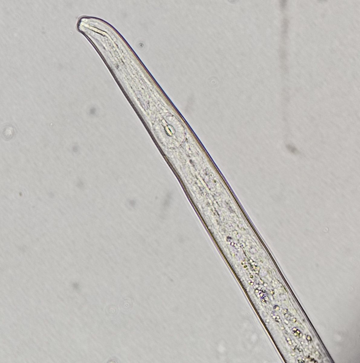 Região anterior de fitonematoide