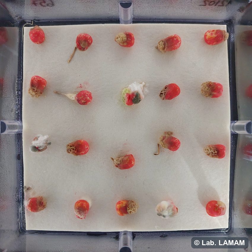 Blotter test de milho (semente tratada) em gerbox