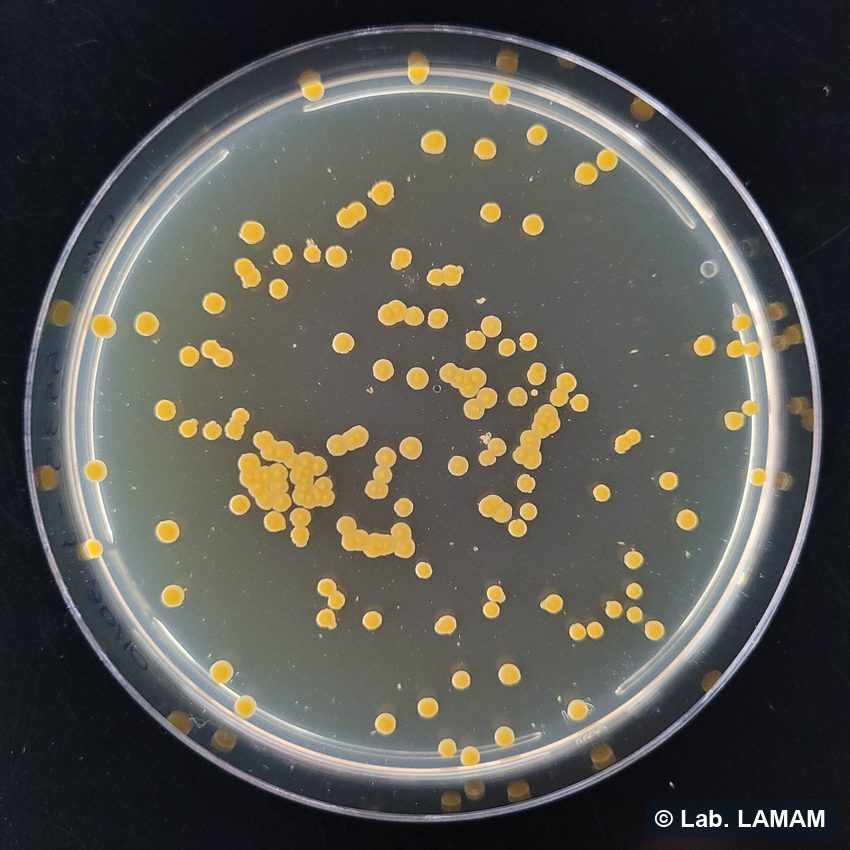Meio CNS com colônias amarelas de Curtobacterium
