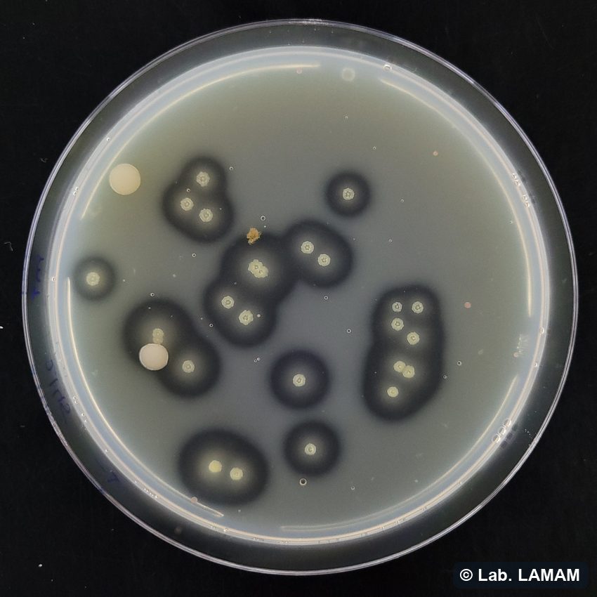 Meio MT Milk-Tween com colônias de Xanthomonas e halo de hidrólise