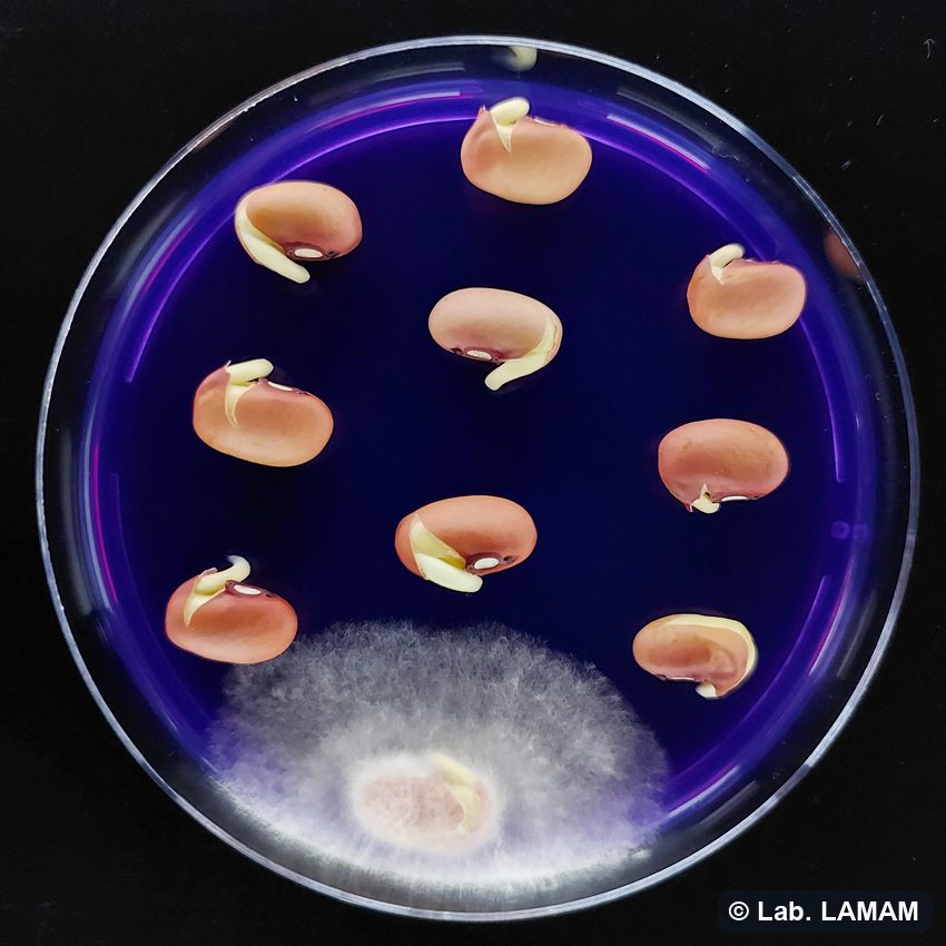 Meio NEON (ágar-bromofenol) com sementes de feijão