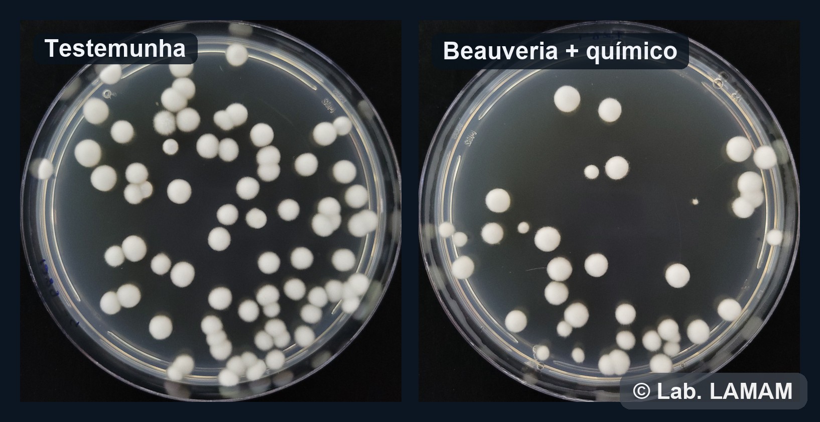 Placas lado a lado mostrando a redução de colônias entre a testemunha e a mistura de Beauveria com químico — teste de compatibilidade LAMAM