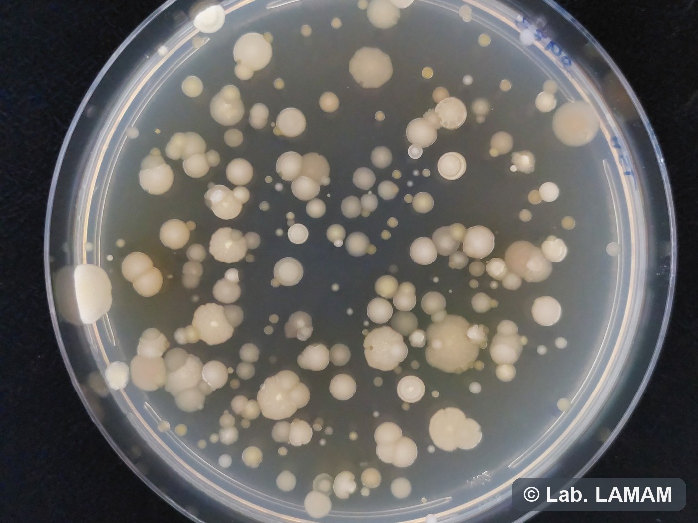 Placa com colônias na contagem de um bioinsumo multiplicado On Farm — LAMAM