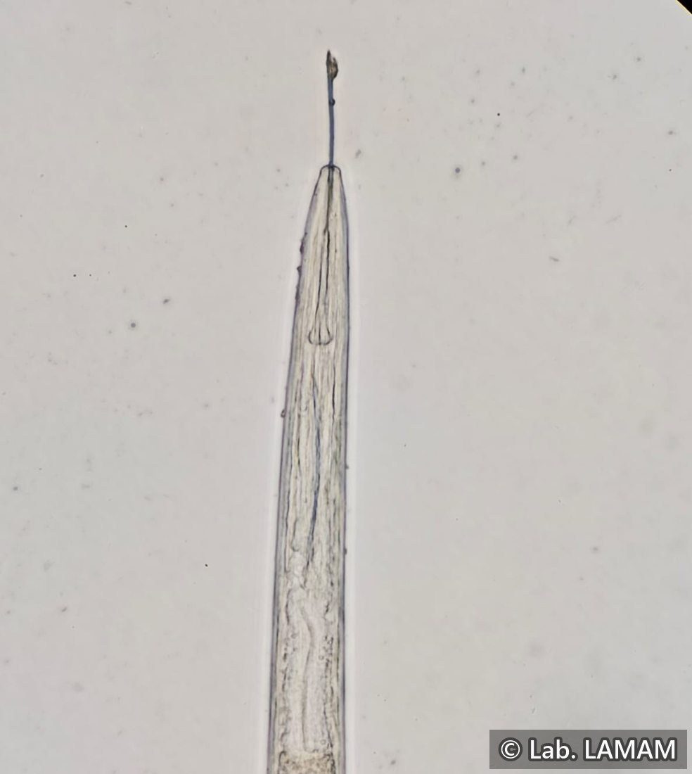 Região labial de fitonematoide com estilete, ao microscópio — laboratório LAMAM