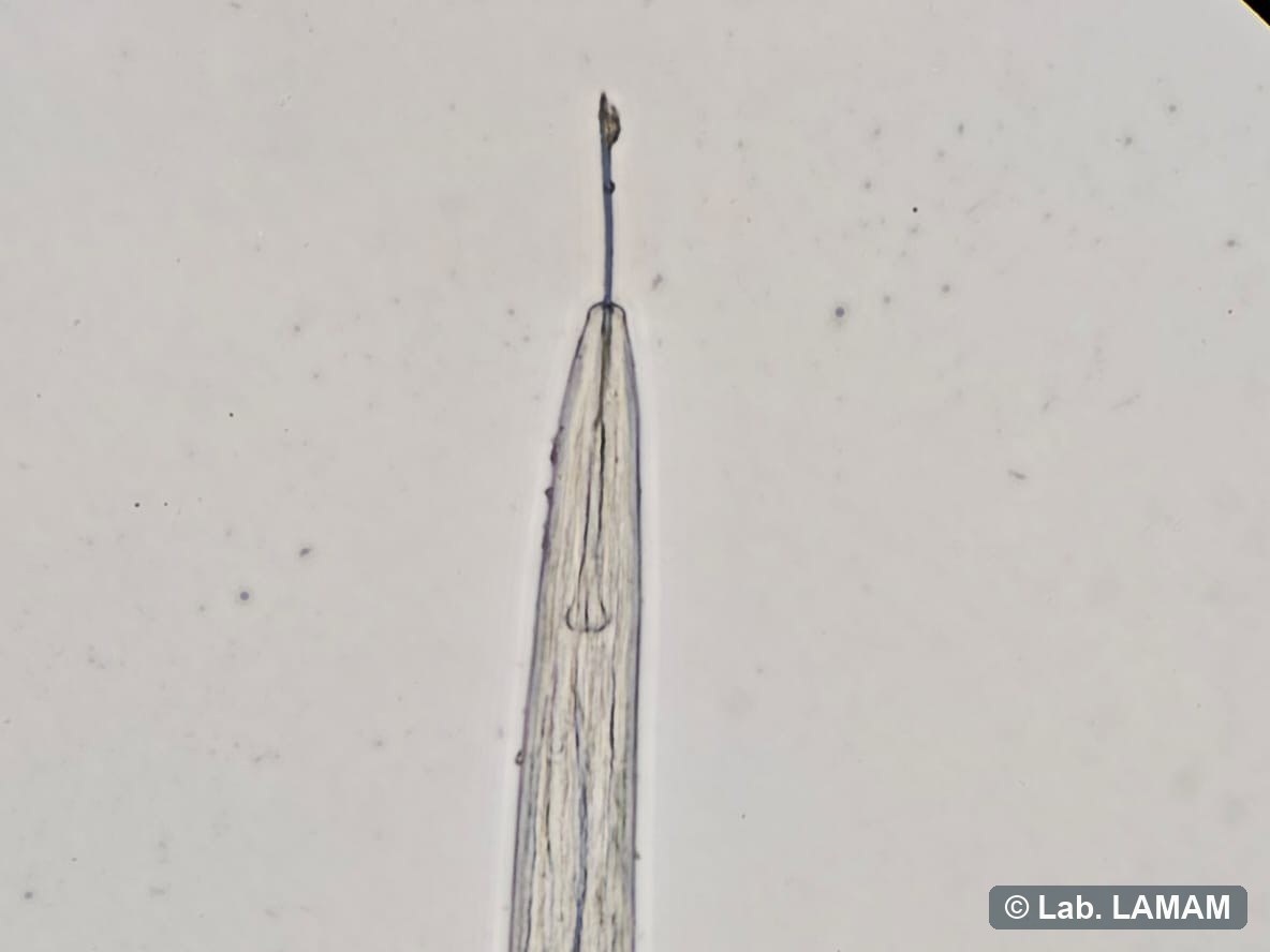 Região anterior de fitonematoide com estilete, em microscopia
