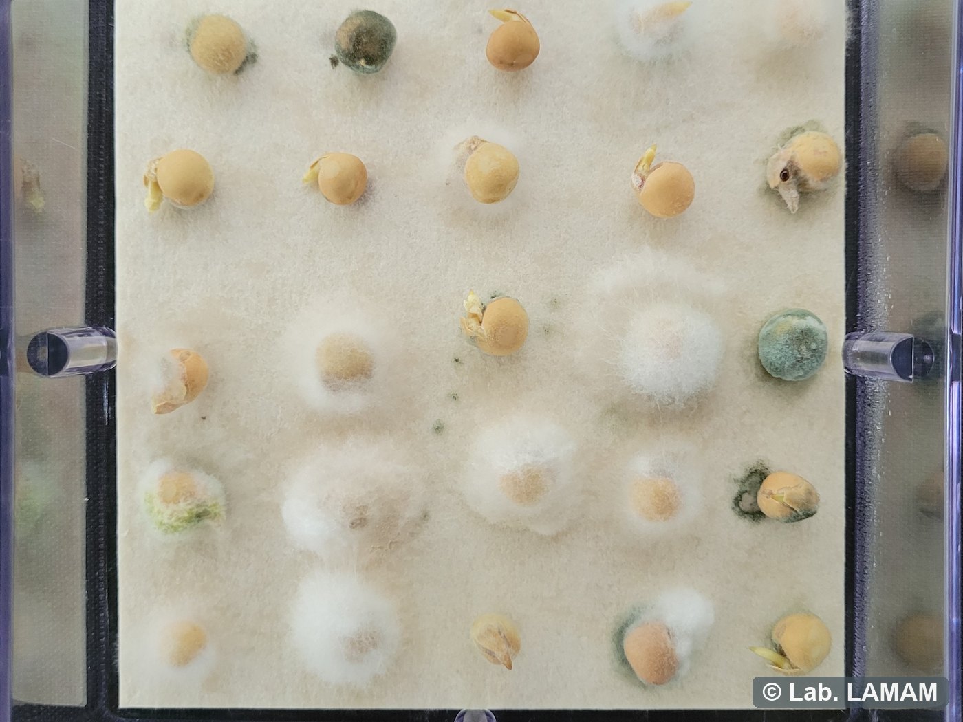 Sementes em caixa gerbox no teste de sanidade — laboratório LAMAM
